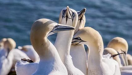 灰熊队取得开门红，士气高涨前行