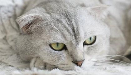 灰熊队取得开门红，士气高涨前行